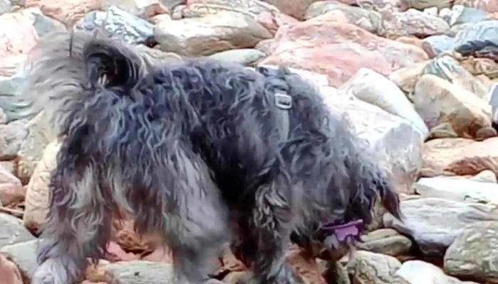 Rambla De Punta Carretas -  Telefono - Montevideo