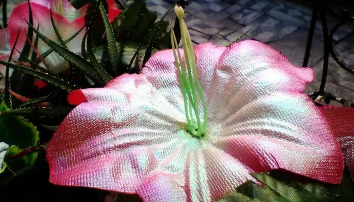 Rd Coiffeur - Raquel Dufrechou - 11800 Montevideo