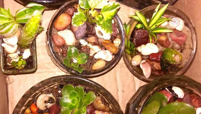 Regalería Hechizos - 50000 Salto