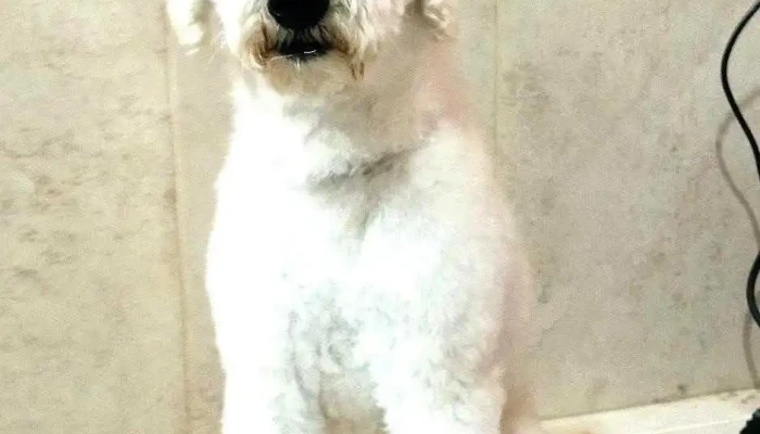 Reino Animal Clinica Veterinaria Perro - Minas