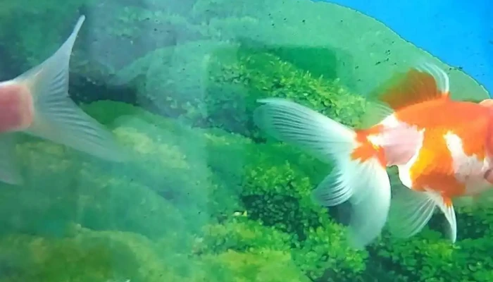 Reino Animal Clinica Veterinaria Videos - Minas