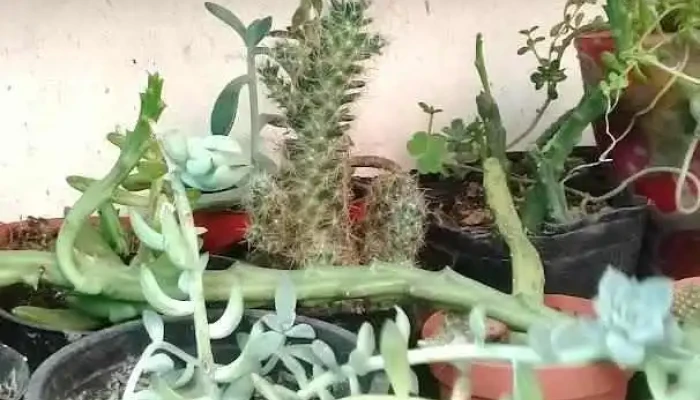 Ricali - Joaquín Suárez