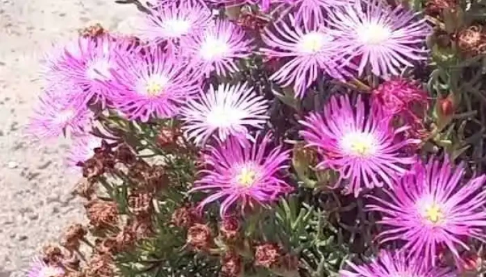 Roticeria -  Videos - Mariscala