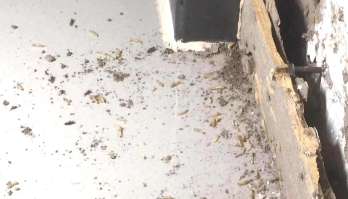 Ruggiero Negocios Imnobiliarios -  Horario - Montevideo