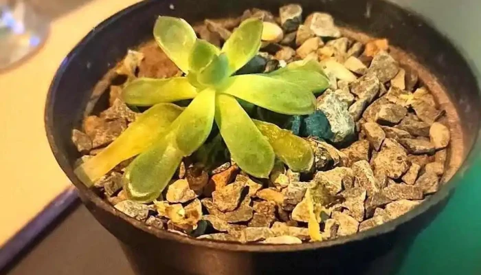 Sabina Bar -  Comidas Y Bebidas - Treinta y Tres