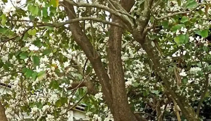 Salhon De La Costa - 15000 Ciudad De La Costa