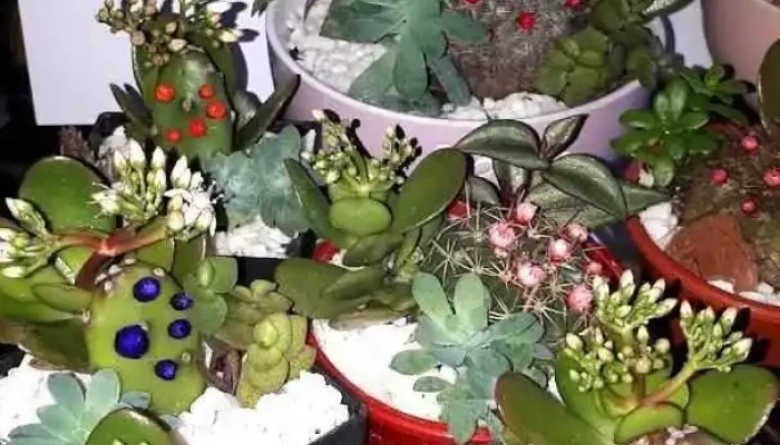 Salón laura - Montevideo