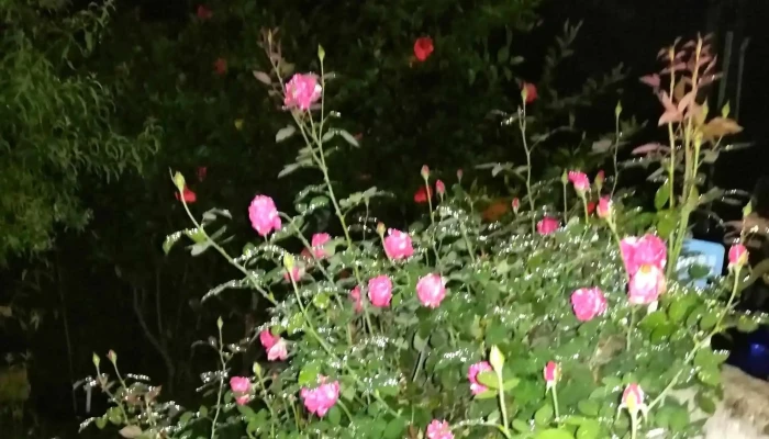 Sanpi Lampi -  Comentario 1 - San Carlos