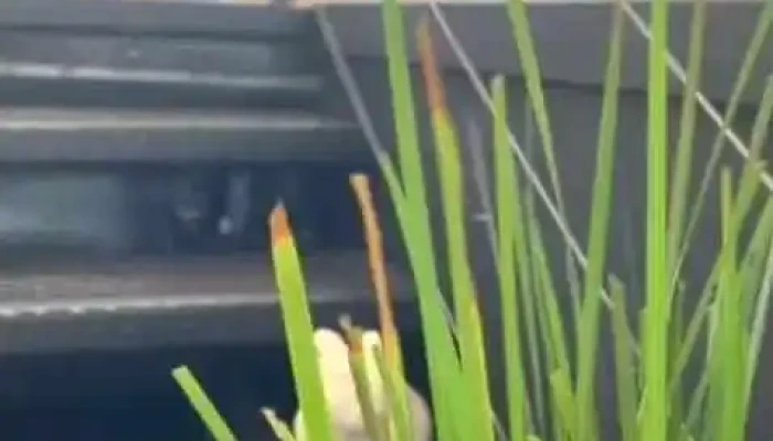 Santo Cafe Del Propietario - Punta del Este