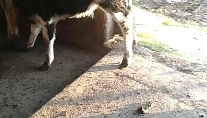 Sarandi Grande -  Videos - Departamento de Florida