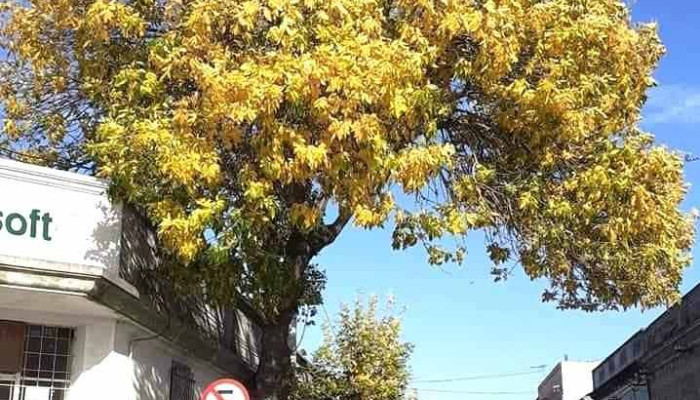 Sauce -  Todo - Sauce