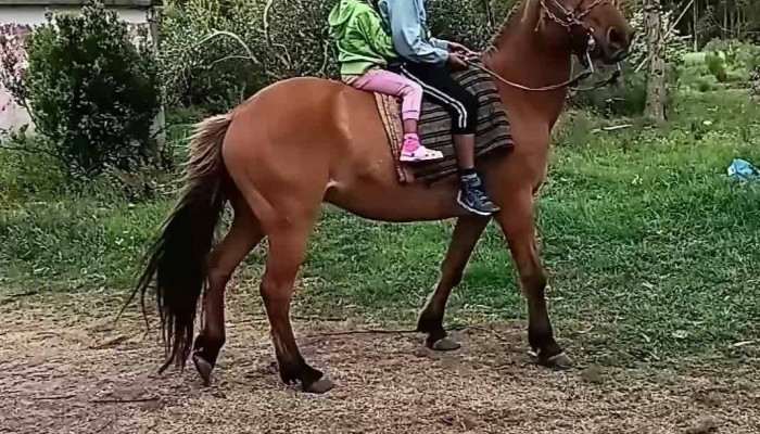 Sauce -  Videos - Sauce