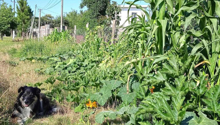 Sembrando Huerta Organica Telefono - Ciudad del Plata
