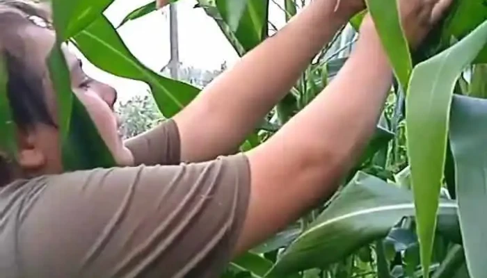 Sembrando Huerta Organica Videos - Ciudad del Plata