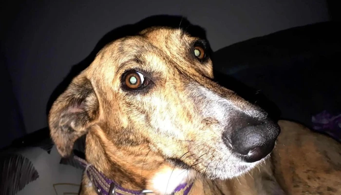 Servicios Veterinarios Dra Natalia Bruno - Intendente Lois Esq