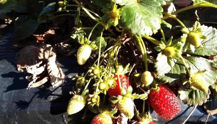 Sfr San Bautista -  Todo - San Bautista