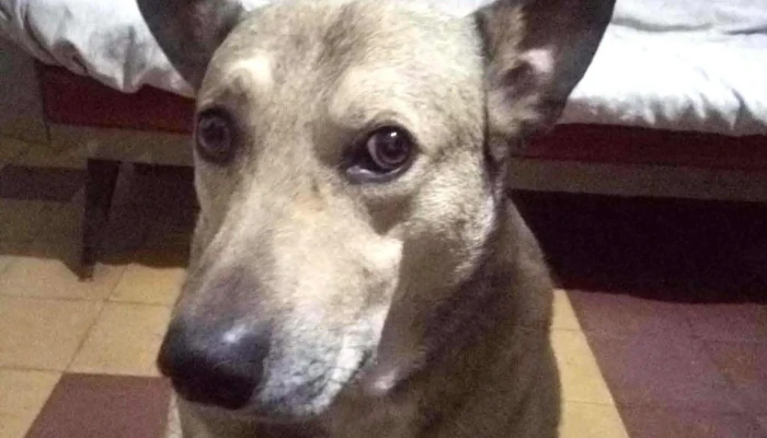 Sociedad Criolla La Tropilla -  Comentario 2 - Aceguá