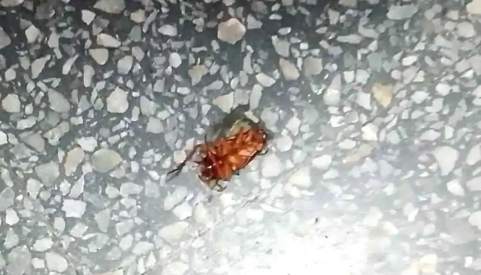 Sociedad Medica Universal Sede Maronas Videos - Montevideo