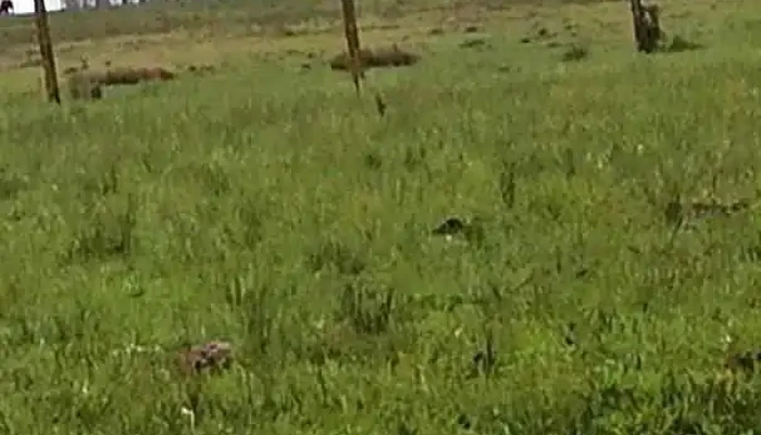 Sopa Do Macaco - Durazno Sopa Do Macaco - Durazno