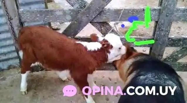 Sudaca -  Videos - Florida