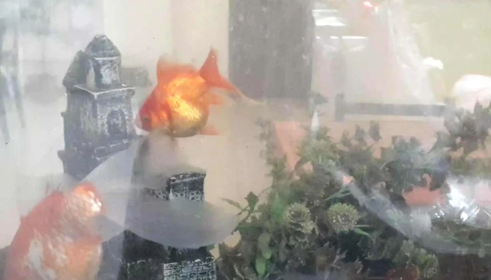 Super Marbi -  Comentario 5 - Los Cerrillos