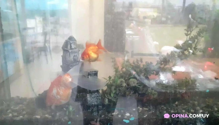 Super Marbi -  Videos - Los Cerrillos