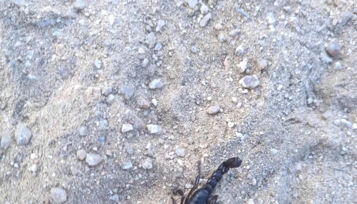 Supermercado El Palmar -  Descuentos - Castillos