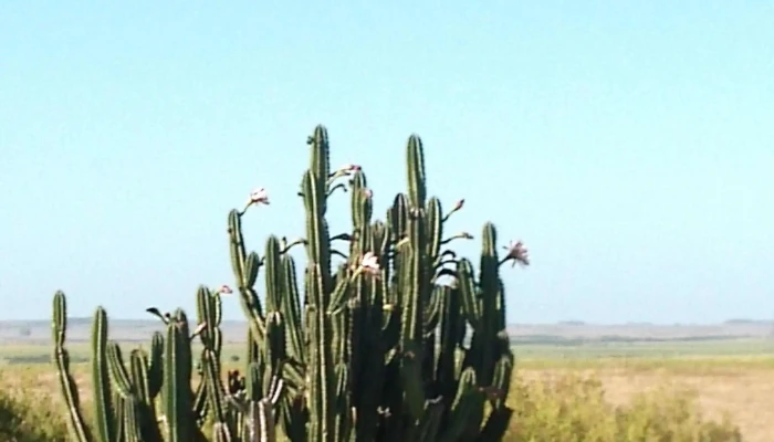 Supermercado Victoria -  Comentario 1 - Constitución