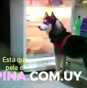 Ta -  Ta -  Videos - Montevideo