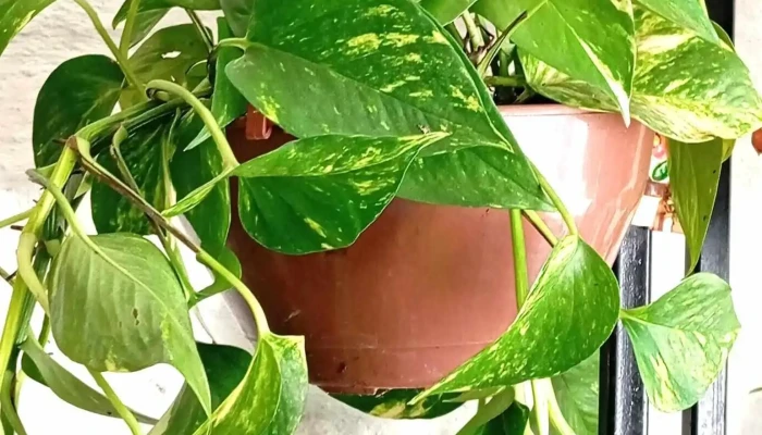 Tallo Y Flor -  Del Propietario - Montevideo