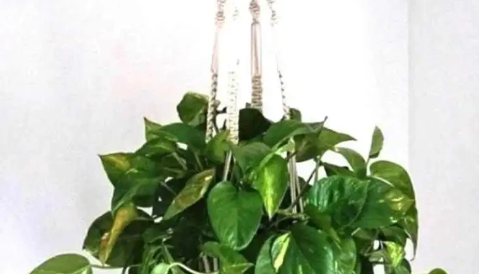 Tallo Y Flor -  Interior - Montevideo