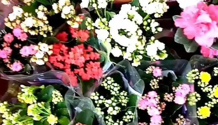 Tallo Y Flor -  Videos - Montevideo