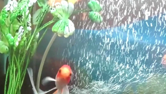 Te Necesito -  Cerca De Mi - San Carlos