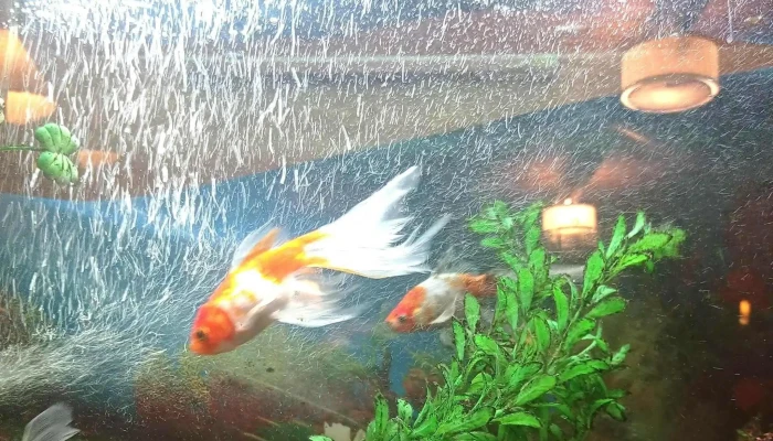 Te Necesito -  Fotos - San Carlos