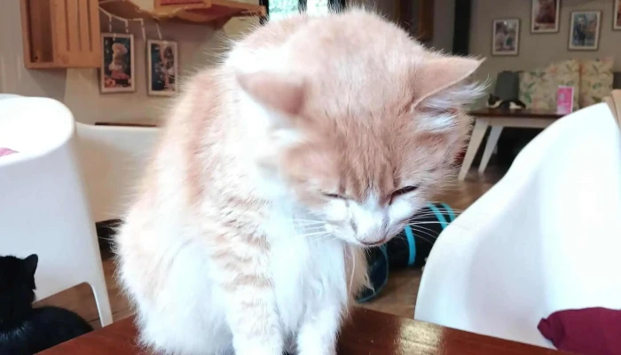 Telizzia Cat Cafe Comentario 4 - Montevideo