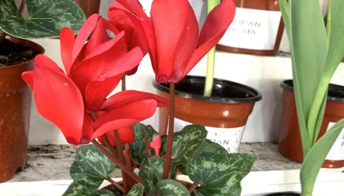 Tienda De Regalos Buceo -  Descuentos - Montevideo