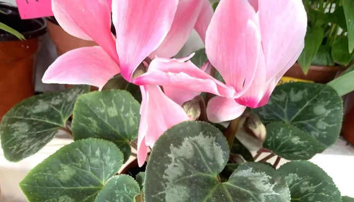 Tienda De Regalos Buceo -  Numero - Montevideo