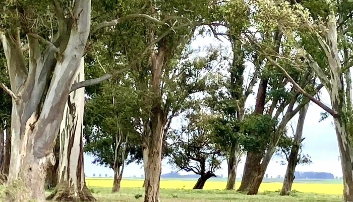 Trinidad -  Recientes - Trinidad