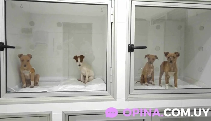 Ucil Hospital Veterinario - 12900 Montevideo