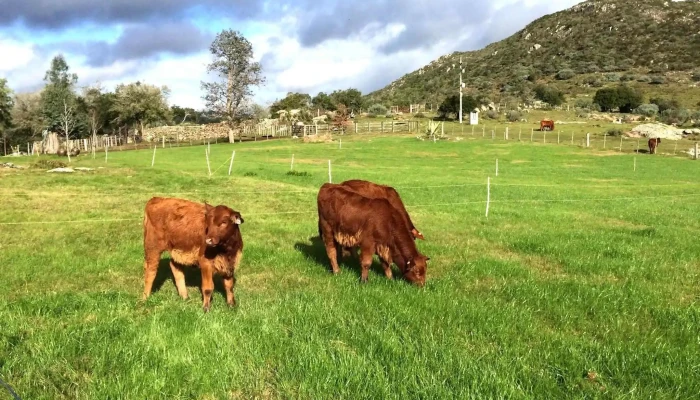 Valle Sol -  De Los Visitantes - Aiguá