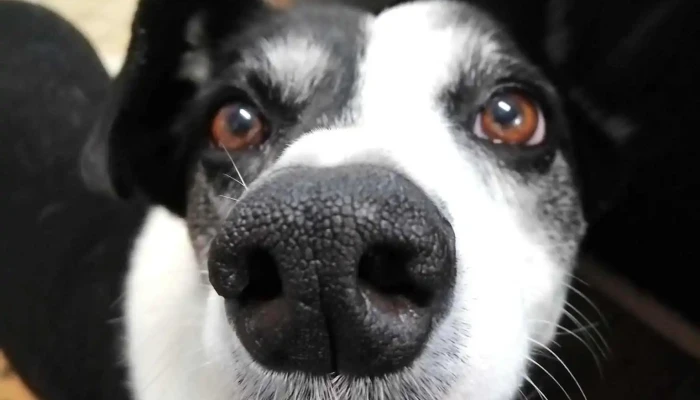 Vec Las Piedras -  Puntaje - Las Piedras