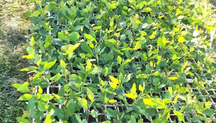 Ventaalquiler Y Administracion De Capitales Del Propietario - Rivera