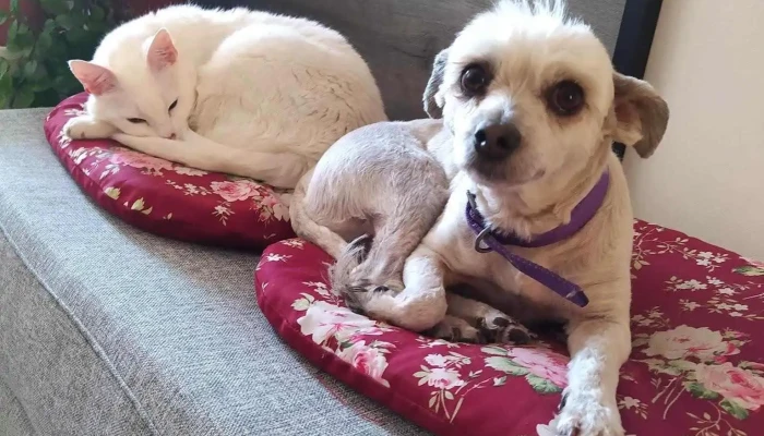 Veterinaria Avenida - 94000 Florida