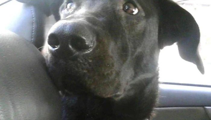 Veterinaria Boston - 11500 Montevideo