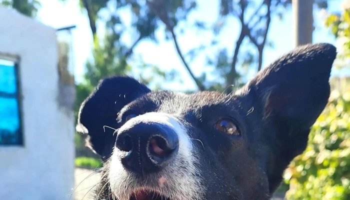 Veterinaria Capurro Peluqueria Canina Abierto Ahora - Montevideo