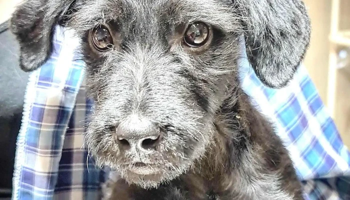 Veterinaria Capurro Peluqueria Canina Del Propietario - Montevideo