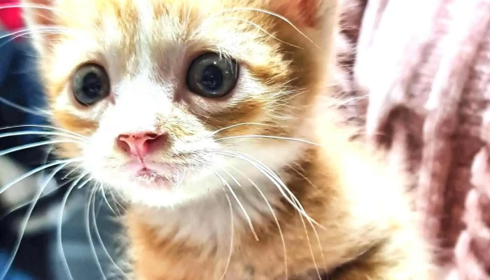 Veterinaria Capurro Peluqueria Canina Gato - Montevideo