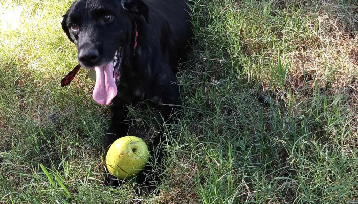 Veterinaria Capurro Peluqueria Canina Numero - Montevideo