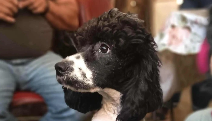 Veterinaria Capurro Peluqueria Canina Opiniones - Montevideo