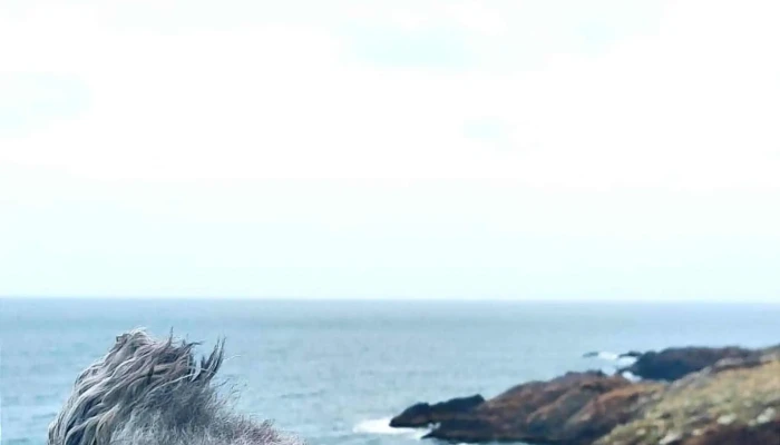 Veterinaria Capurro Peluqueria Canina Precios - Montevideo